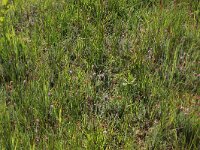 NL, Drenthe, Aa en Hunze, Westerlanden 2, Saxifraga-Hans Boll