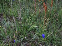 NL, Drenthe, Aa en Hunze, Westerlanden 26, Saxifraga-Hans Boll