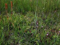 NL, Drenthe, Aa en Hunze, Westerlanden 31, Saxifraga-Hans Boll