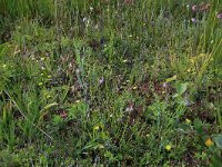 NL, Drenthe, Aa en Hunze, Westerlanden 32, Saxifraga-Hans Boll