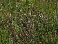 NL, Drenthe, Aa en Hunze, Westerlanden 44, Saxifraga-Hans Boll