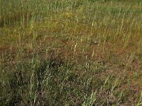 NL, Drenthe, Aa en Hunze, Westerlanden 58, Saxifraga-Hans Boll