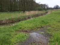 NL, Drenthe, Tynaarlo, De Heest 21, Saxifraga-Hans Boll