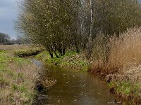 NL, Noord-Brabant, Bergeijk, Enderbeemden 11, Saxifraga-Marijke Verhagen