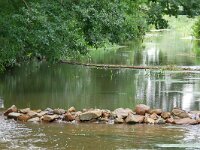 NL, Noord-Brabant, Bergeijk, Keersop in Keersopperbeemden (E of Dommelen) 1, Saxifraga-Tom Heijnen