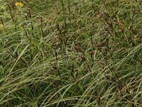 NL, Drenthe, Tynaarlo, Lage Maden 29, Saxifraga-Hans Boll