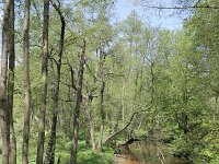 NL, Limburg, Leudal, Leubeek 10, Saxifraga-Tom Heijnen