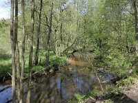 NL, Limburg, Leudal, Leubeek 9, Saxifraga-Tom Heijnen