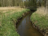 NL, Noord-Brabant, Baarle-Nassau, Halsche Beemden 112, Saxifraga-Willem van Kruijsbergen