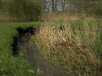 NL, Noord-Brabant, Baarle-Nassau, Halsche Beemden 134, Saxifraga-Willem van Kruijsbergen