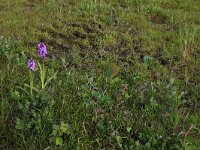 NL, Drenthe, Tynaarlo, Ossenbroeken 25, Saxifraga-Hans Boll