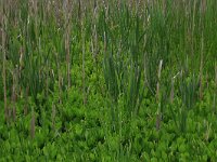 NL, Drenthe, Tynaarlo, Oudemolensche Diep 60, Saxifraga-Hans Boll