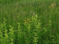 NL, Drenthe, Tynaarlo, Oudemolensche Diep 69, Saxifraga-Hans Boll