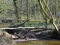NL, Noord-Brabant, Hilvarenbeek, Reusel in De Hertgang 9, Saxifraga-Tom Heijnen