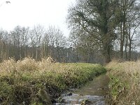 NL, Noord-Brabant, Baarle-Nassau, Baarlebrug, Staakheuvelse Loop 6, SaxifragaWillem van Kruijsbergen