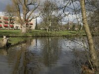 NL, Noord-Brabant, Eindhoven, Dommel and Tongelreep 9, Saxifraga-Marijke Verhagen