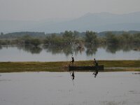 GR, Kentrikí Makedhonía, Sindiki, Limni Kerkini 48, Saxifraga-Ditk Hilbers