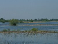 RO, Tulcea, Danube delta 20, Saxifraga-Dirk Hilbers