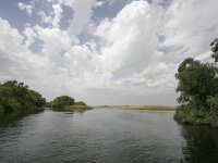 RO, Tulcea, Donau Delta 15, Saxifraga-Bart Vastenhouw