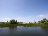 RO, Tulcea, Donau Delta 6, Saxifraga-Bart Vastenhouw