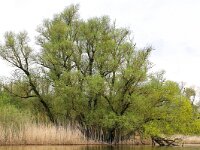 NL, Noord-Brabant, Altena, Brabantse Biesbosch 2, Saxifraga-Bart Vastenhouw