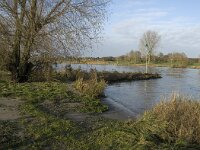 NL, Noord-Brabant, Boxmeer, Maas 3, Saxifraga-Jan van der Straaten