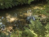 B, Limburg, Maaseik, Zanderbeek 8, Saxifraga-Marijke Verhagen