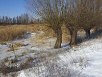 IJs en sneeuw in Biesbosch