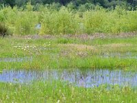 NL, Noord-Brabant, Bergeijk, Weijerkens 6, Saxifraga-Tom Heijnen