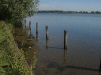 NL, Noord-Brabant, Lith, Lithse Ham 7, Saxifraga-Jan van der Straaten