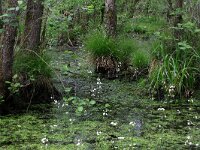 NL, Drenthe, Aa en Hunze, Deurzerdiep 119, Saxifraga-Hans Boll