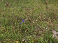 NL, Drenthe, Aa en Hunze, Eexterveld 107, Saxifraga-Hans Boll