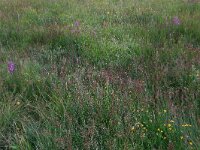 NL, Drenthe, Aa en Hunze, Eexterveld 2, Saxifraga-Hans Boll