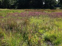 NL, Drenthe, Aa en Hunze, Oudemolen 89, Saxifraga-Hans Boll