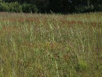 NL, Drenthe, Aa en Hunze, Westerlanden 11, Saxifraga-Hans Boll