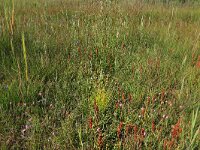 NL, Drenthe, Aa en Hunze, Westerlanden 21, Saxifraga-Hans Boll