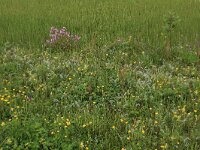 NL, Drenthe, Assen, Deurzerdiep 69, Saxifraga-Hans Boll