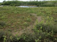 NL, Drenthe, Tynaarlo, Ossenbroeken 14, Saxifraga-Hans Boll