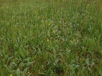 NL, Drenthe, Tynaarlo, Ossenbroeken 36, Saxifraga-Hans Boll