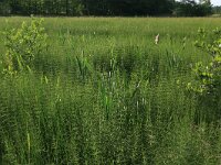 NL, Drenthe, Tynaarlo, Oudemolensche Diep 30, Saxifraga-Hans Boll