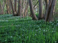 NL, Drenthe, Tynaarlo, Tynaarlose Diep 15, Saxifraga-Hans Boll