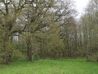 NL, Drenthe, Tynaarlo, Tynaarlose Diep 5, Saxifraga-Hans Boll