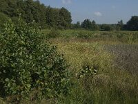 NL, Limburg, Weert, Kootspeel 8, Saxifraga-Jan van der Straaten