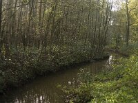 NL, Limburg, Weert, Roeventerpeel 5, Saxifraga-Jan van der Straaten