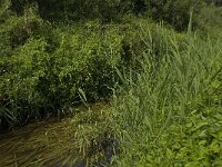 NL, Limburg, Weert, Wijfelterbroek 10, Saxifraga-Jan van der Straaten