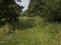 NL, Limburg, Weert, Wijfelterbroek 9, Saxifraga-Jan van der Straaten