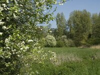 NL, Noord-Brabant, Baarle Nassau, Baarlebrug 16, Saxifraga-Jan van der Straaten