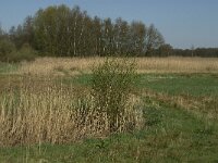 NL, Noord-Brabant, Baarle Nassau, Baarlebrug 5, Saxifraga-Jan van der Straaten