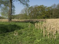 NL, Noord-Brabant, Baarle Nassau, Kromme Hoek 10, Saxifraga-Jan van der Straaten