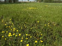 NL, Noord-Brabant, Baarle Nassau, Manke Goren 5, Saxifraga-Jan van der Straaten
